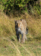 A Leopard Walking In The Plains Of Africa Inside Masai Mara National Reserve During A Wildlife Safari