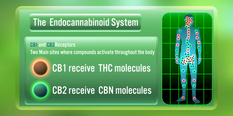 the human body endocannabinoid system