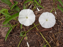 Two White Morning Glory Flowers With Some Green Leaves On The Ground