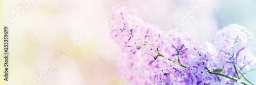 Lilac flowers spring blossom, sunny day light bokeh background