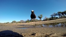 A Blacksmith Plover Also Known As Lapwing Bird Walks Right Up To A Gopro And Turns Showing It's Markings, Next To A Pond In The Wilderness Of Kruger National Park In Africa