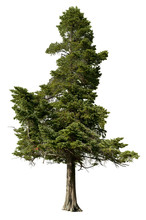 Tree Pine Isolated On White Background. Spruce