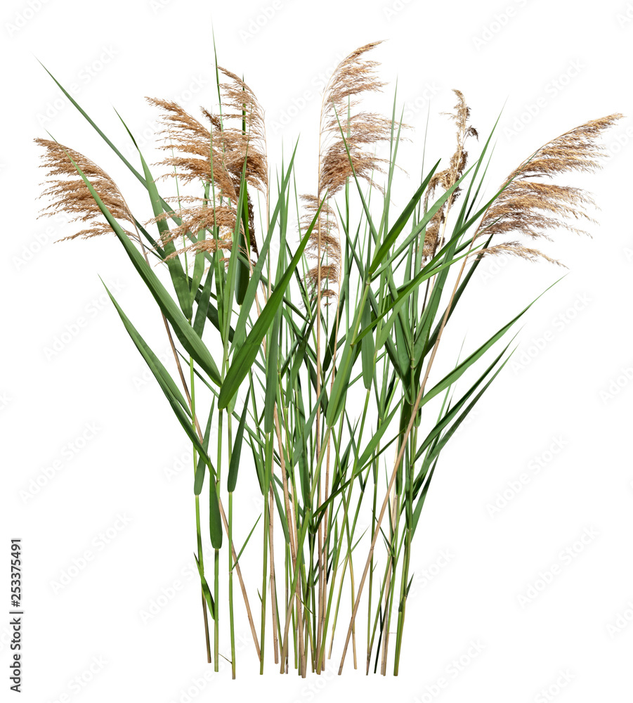 Cattail and reed plant isolated on white background - obrazy, fototapety, plakaty 