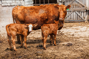 Limousin cow with her two calves.