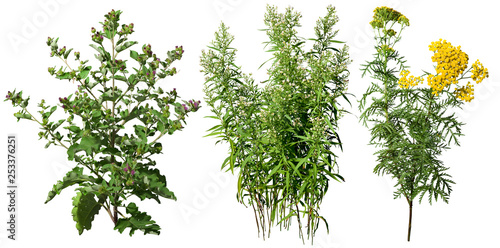 Cuadros en Lienzo Wild plants and flowers in summer isolated on white background