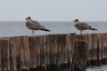 Herring Gull (Larus argentatus)