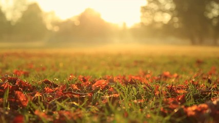 Wall Mural - autumn leaves on a meadow in a park during a foggy sunrise. lyon, france