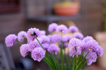 onion flowers, flora, nature, flowery, beautiful, flower, bouquet, bunch,beauty, green, sun, summer, blue, pretty, garden, day, light, pink, plants, weather, happy, mothernature, flores, natur