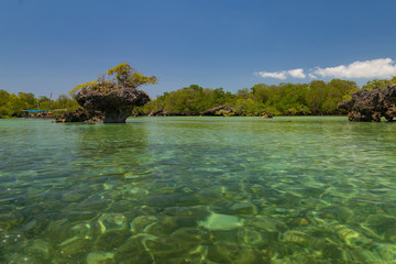 Wall Mural - Mangroves in the lagoon . Kwale island. Zanzibar.