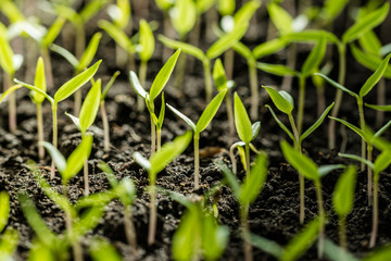 Poster - Sunny garden and spring vegetable sprouts