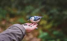 Cropped Hand Of Girl Feeding Seeds To White Breasted Nuthatch In Forest