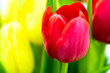 canvas print picture - Tulpe Background 