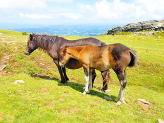 horse mare of the pottoka breed with her young. On Mount Larun, border Spain and France