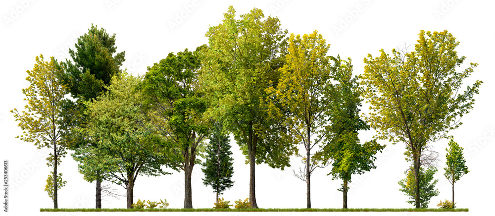 Green trees isolated on white background. Forest and foliage in summer - obrazy, fototapety, plakaty 