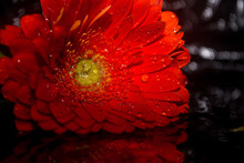 Gerbera, Gerbera Flower, Gerbera On A Black Background, Water Snipe On A Flower, Red Flower, Red Flower On A Black Background