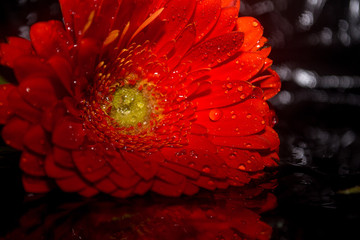  gerbera, gerbera flower, gerbera on a black background, water snipe on a flower, red flower, red flower on a black background