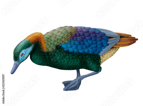 Ois Coloré Oiseau Coloré Canard Oiseau Imaginaire