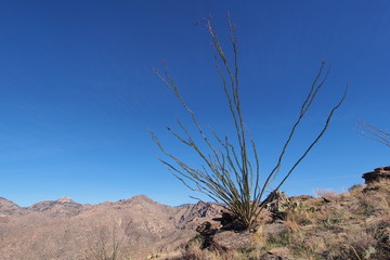 Wall Mural - Desert landscape on the Blackett's Ridge Trail in Saguaro National Park near Tucson, Arizona.