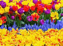 Colorful Spring Background With Tulips And Hyacinth Flowers