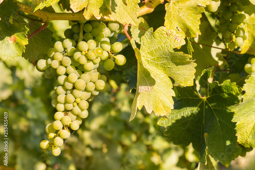 Bunch Of Sauvignon Blanc Grapes On Vine Growing In Vineyard