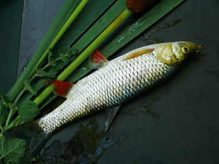 River chub and fishing gear.