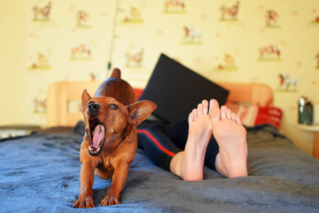 Bare feets of teen girl using black laptop and small dog miniature pinscher lying in bed in bedroom indoors, shallow depth of field. Leisure time and relaxing.