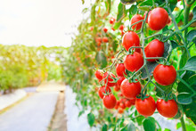 Fresh Ripe Red Tomatoes Plant Growth In Organic Greenhouse Garden Ready To Harvest