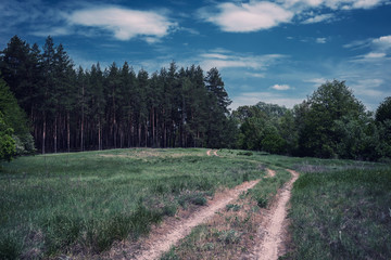 Wall Mural - Road through a meadow into forest