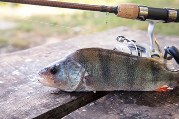 Close up view of big freshwater perch and fishing equipment on wooden background..