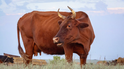 Cow on a summer pasture