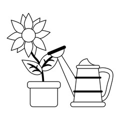 Poster - sunflower in pot and water can in black and white