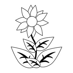 Wall Mural - sunflower with leaves isolated in black and white