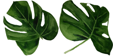  Watercolor tropical monstera leaf