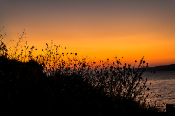 sunrise sunset sea flower sun summer windmill