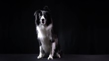 Adorable Dog Is Sitting And Panting On The Black Background