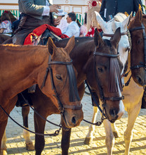 Andalusian Black Horses At The April Fair, Seville Fair (Feria De Sevilla). 