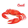 Red crab vector illustration in simple flat style isolated on white background. Seafood product design template.