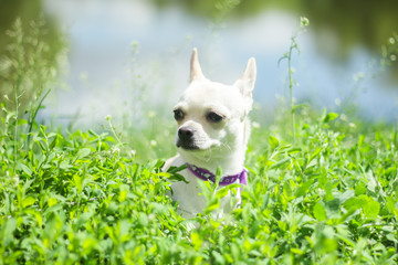 Wall Mural - white chihuahua on the background of green grass in the spring park