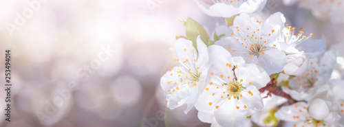 Banner spring flowers of plum tree on the branches