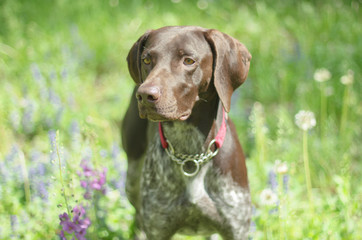 Canvas Print - German Shorthaired Pointer with panting tongue .kurzhaar.