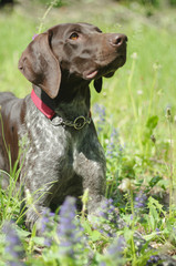 Poster - German Shorthaired Pointer with panting tongue .kurzhaar.