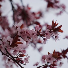 pink flower in spring