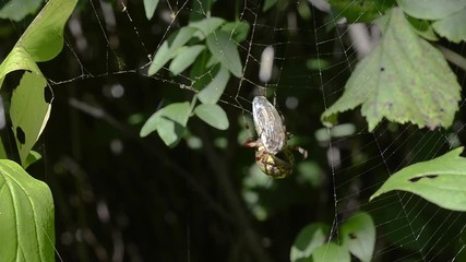 Canvas Print - Spider with butterfly