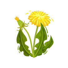 Green Dandelion With Yellow Flower And Closed Head. Wild Plant. Medical Herd. Nature Theme. Flat Vector Design