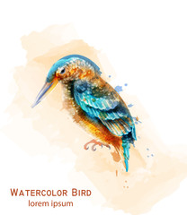 Wall Mural - Kingfisher bird Vector watercolor. Colorful tropic bird isolated on whites