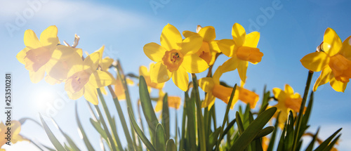 Fotomural Spring flowers, yellow daffodils on blue sky background
