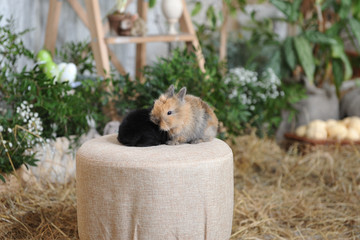 Two little rabbits are sitting on a round soft stool on the background of Easter decorations in a photo studio. Two rabbits brown and black