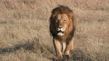 Wall Mural - 4K 60p close up clip of a magnificent male lion approaching at masai mara national reserve in kenya, africa