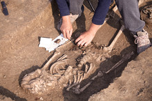Archaeological Excavations. The Archaeologist In A Digger Process, Researching The Tomb, Human Bones, Part Of Skeleton And Skull In The Ground. Hands With Knife. Close Up, Outdoors, Copy Space.