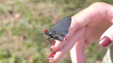 Unusual Red Black Moth Butterfly Sitting In Sunshine On Girls Hand With Manicured Painted Nails.